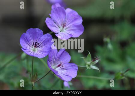 Nahaufnahme von drei wunderschönen violett-blauen Blüten eines Kranichschnabelhybriden `rozanne ́ in einem Gartenbeet, verschwommener Hintergrund Stockfoto